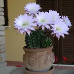 La Casa Fra Gli Olivi * מרשאנו