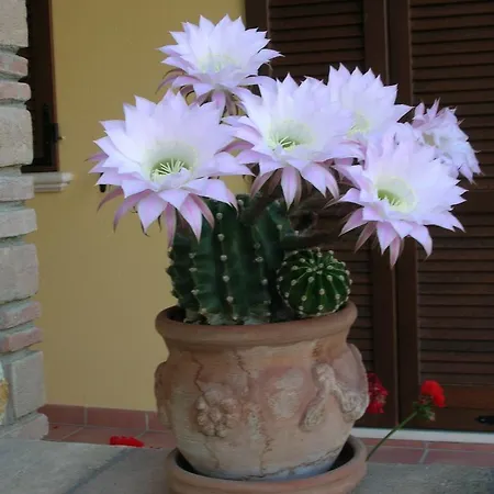 La Casa Fra Gli Olivi * Marsciano